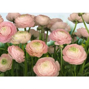 Komar Gentle Rose Mural